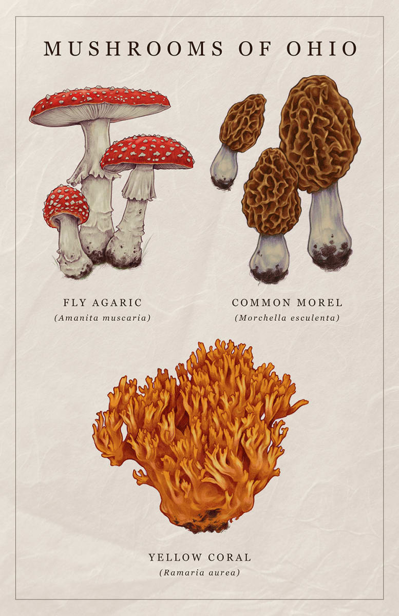 Mushrooms of Ohio by Ashley Hull 