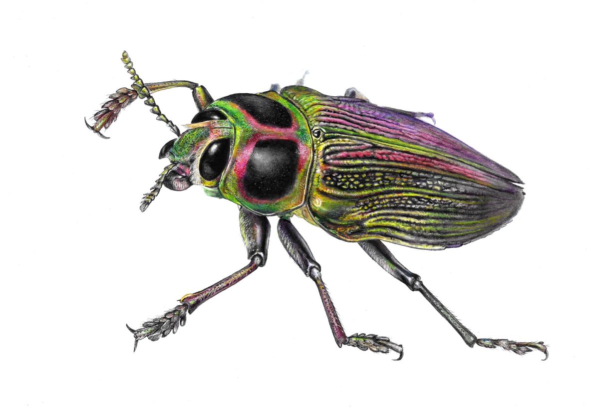 Ceiba borer, Euchroma gigantea by Astolfo Mata 