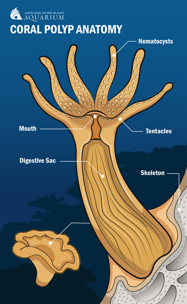 Coral Polyp Anatomy by Allison Mosley 