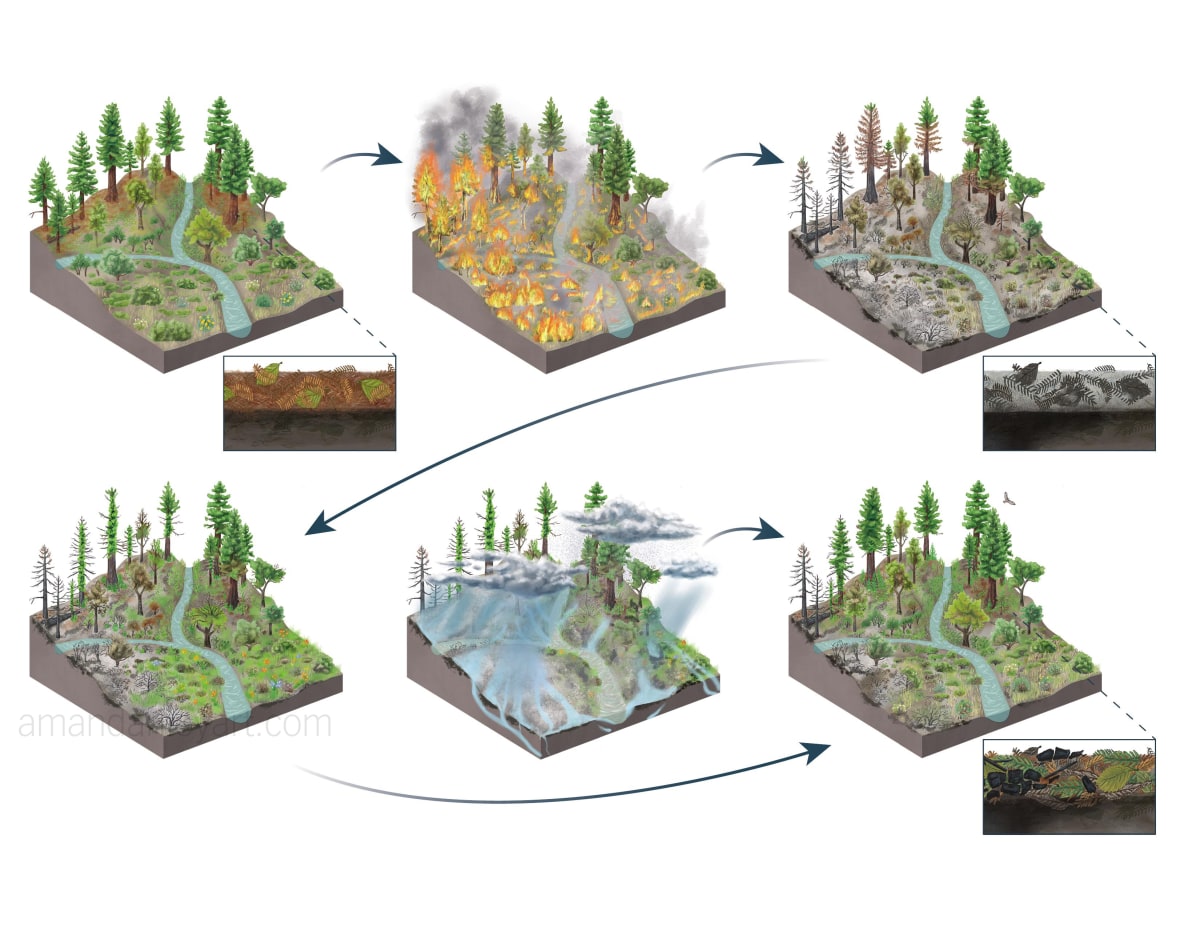 Wildfire and Stream Chemistry by Amanda Riley 