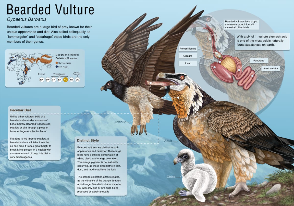 Bearded Vulture Infographic by Allison Mosley 