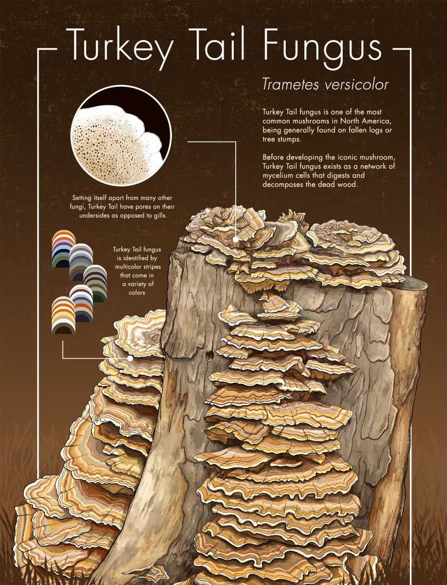 Turkey Tail Fungus by Allison Mosley 