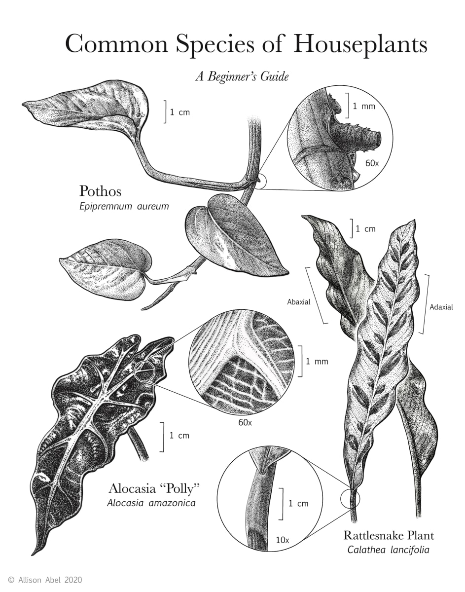 Common Species of Houseplants: A Beginner's Guide by Alison Abel, Image 1.