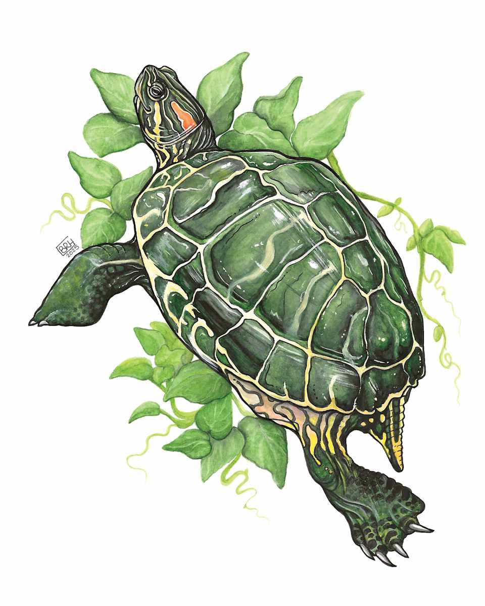 A red-eared slider for the summer by Bryona Hamilton, Image 2.