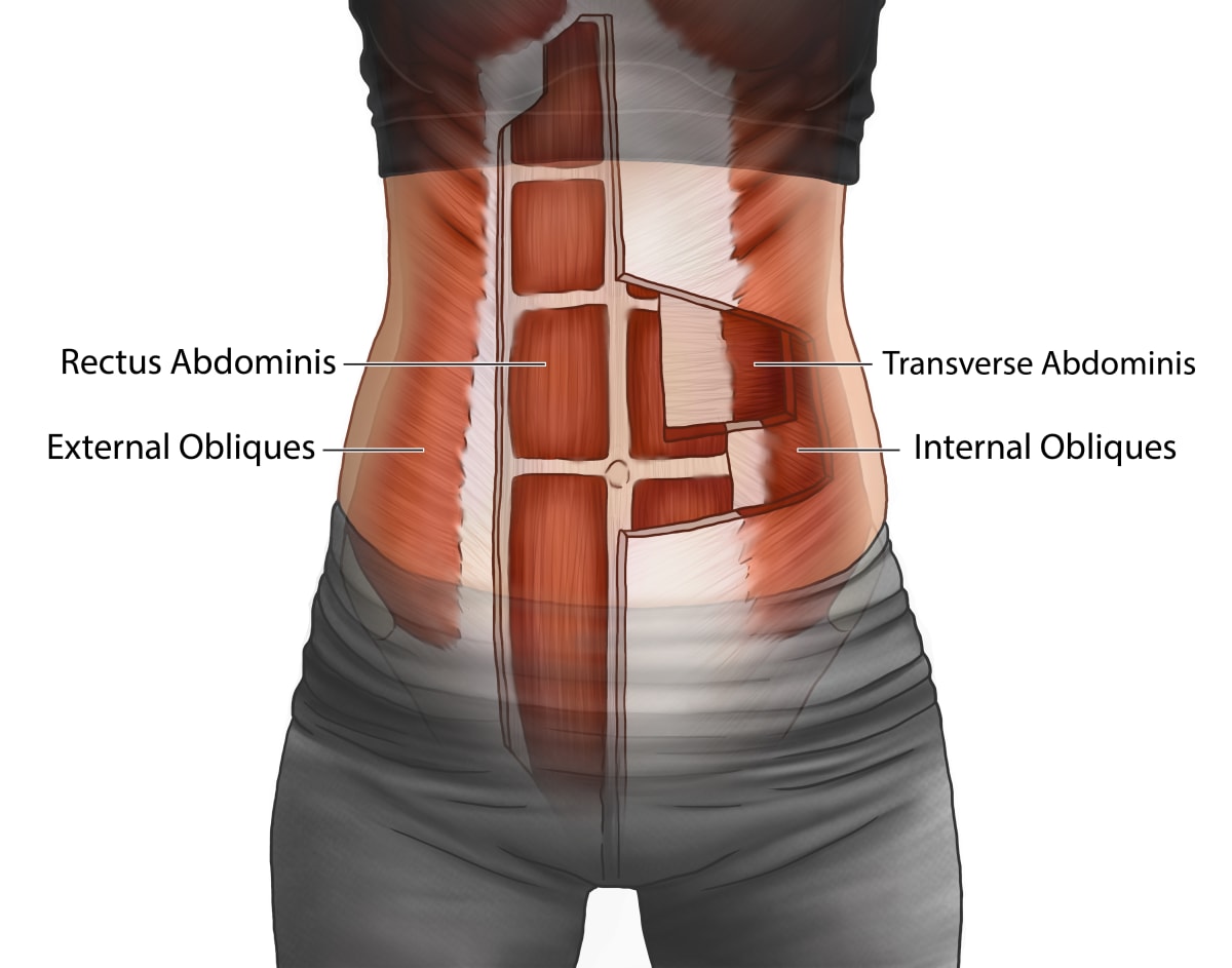 Abdominal Muscles by Caitlin Rausch 