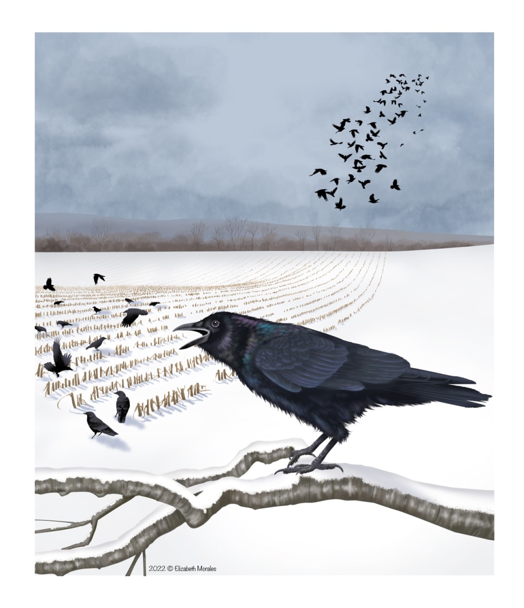 American Crow by Elizabeth Morales 