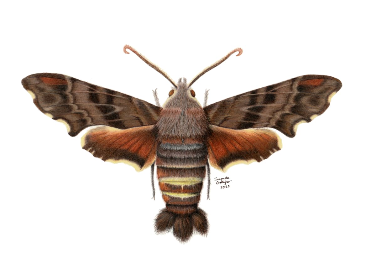 Amphion floridensis by Samantha Gallagher 