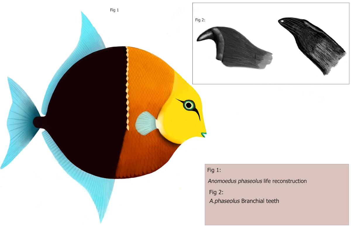 Anomoeodus phaseolus by Evan Hodge, Image 1.