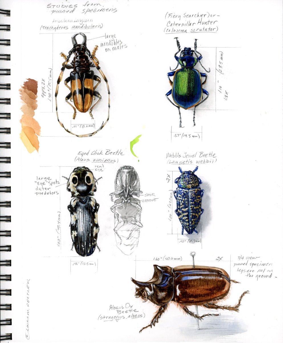 Arizona Beetle Sketchpage by Linda Feltner 