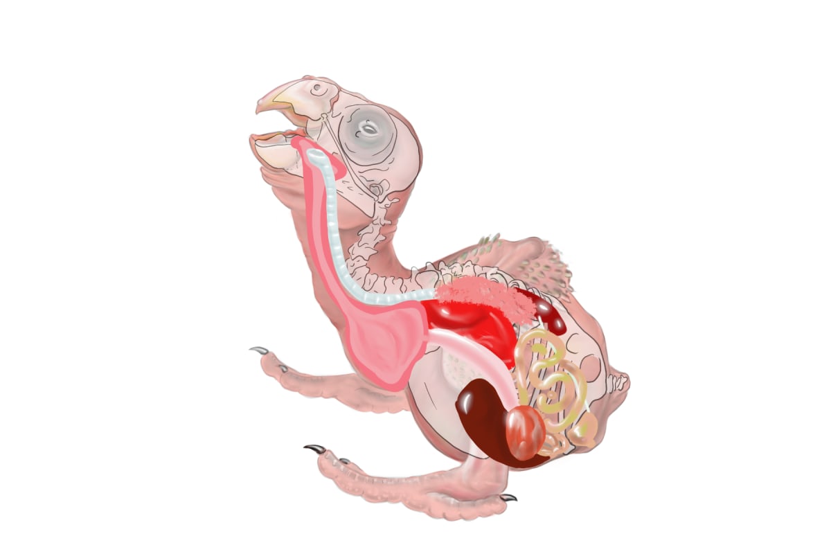 Nestling Parrot Anatomy by Patricia Latas 