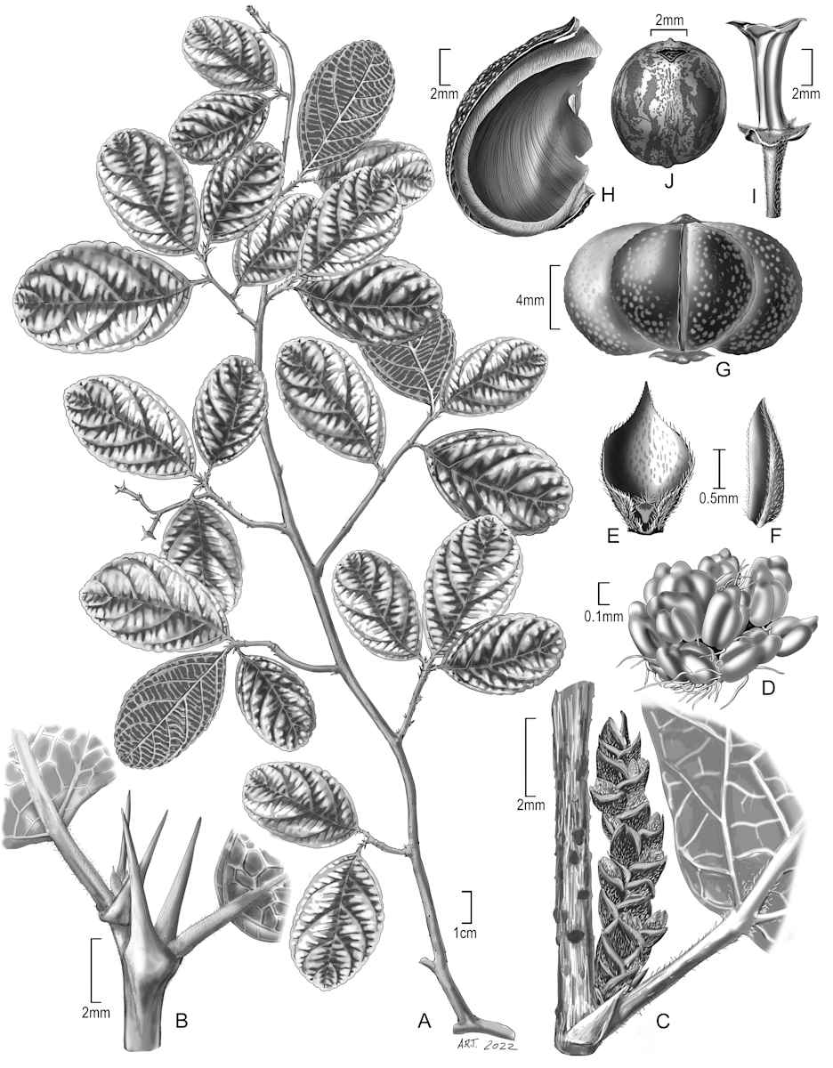 Bahiana occidentalis by Alice Tangerini 