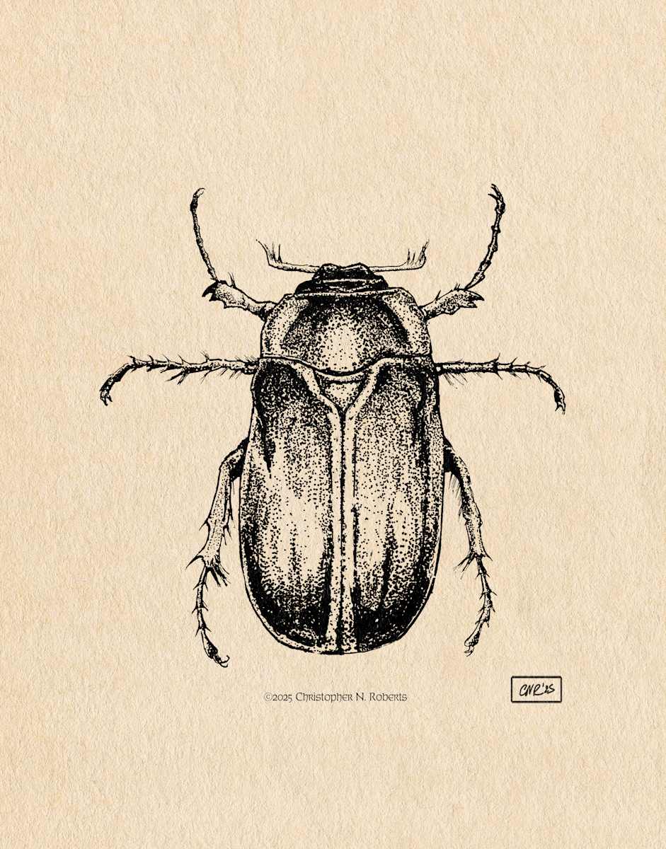 June Bug Taxidermy Study by Christopher Roberts 