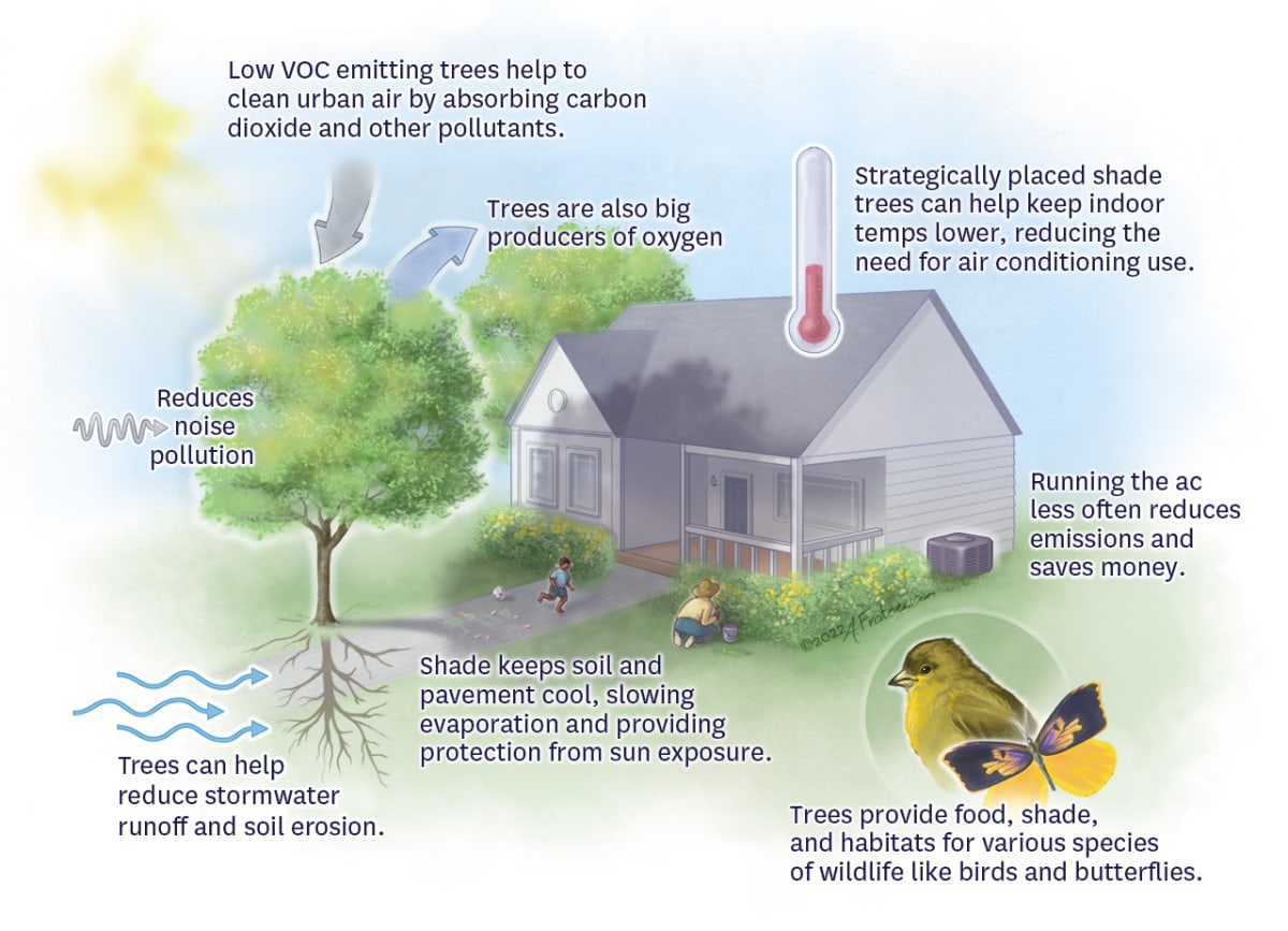 The Benefits of Shade Trees by Amanda Frataccia 