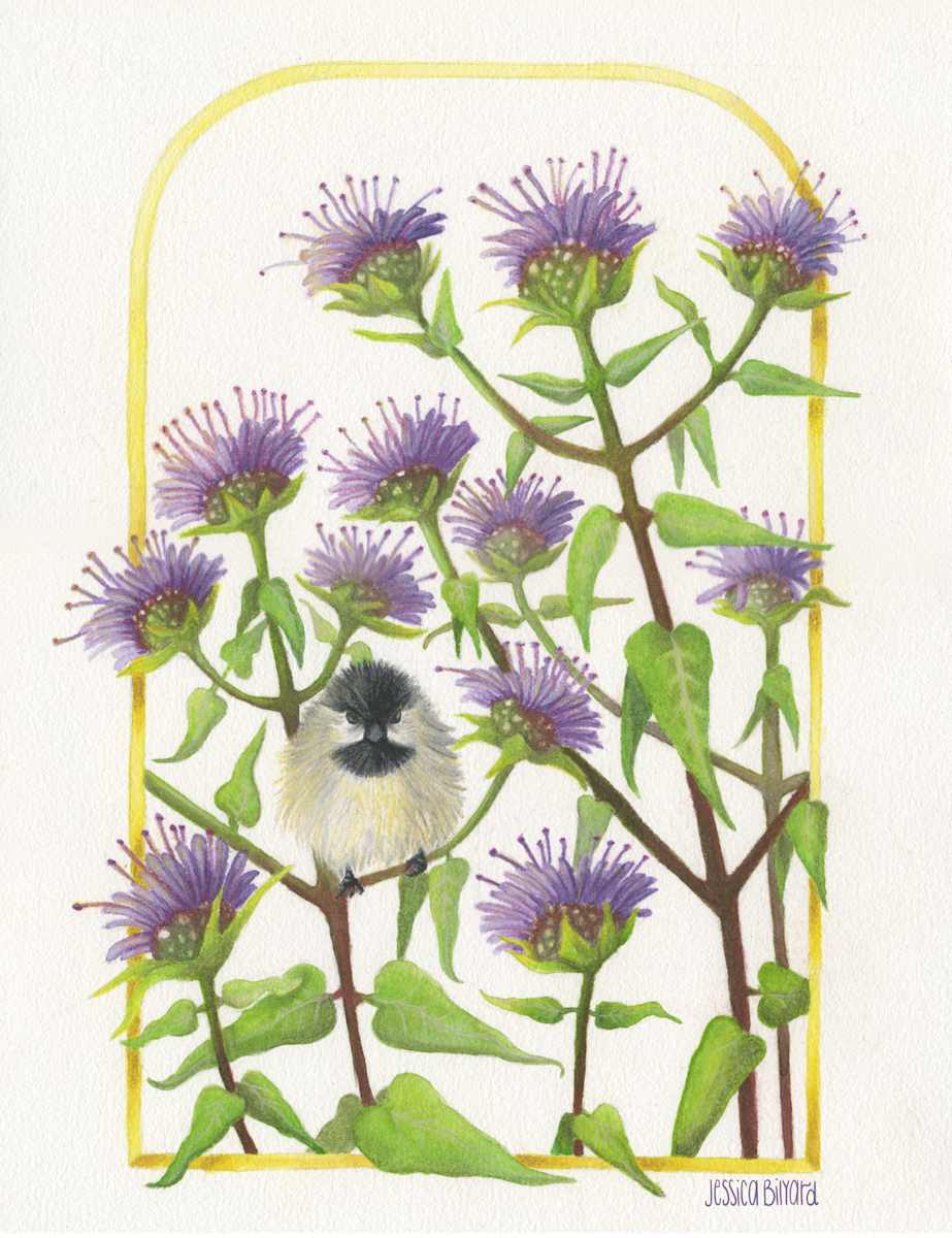 Wild Bergamot (Monarda fistulosa) and Black Capped Chickadee (Poecile atricapillus) by Jessica Bilyard, Image 1.