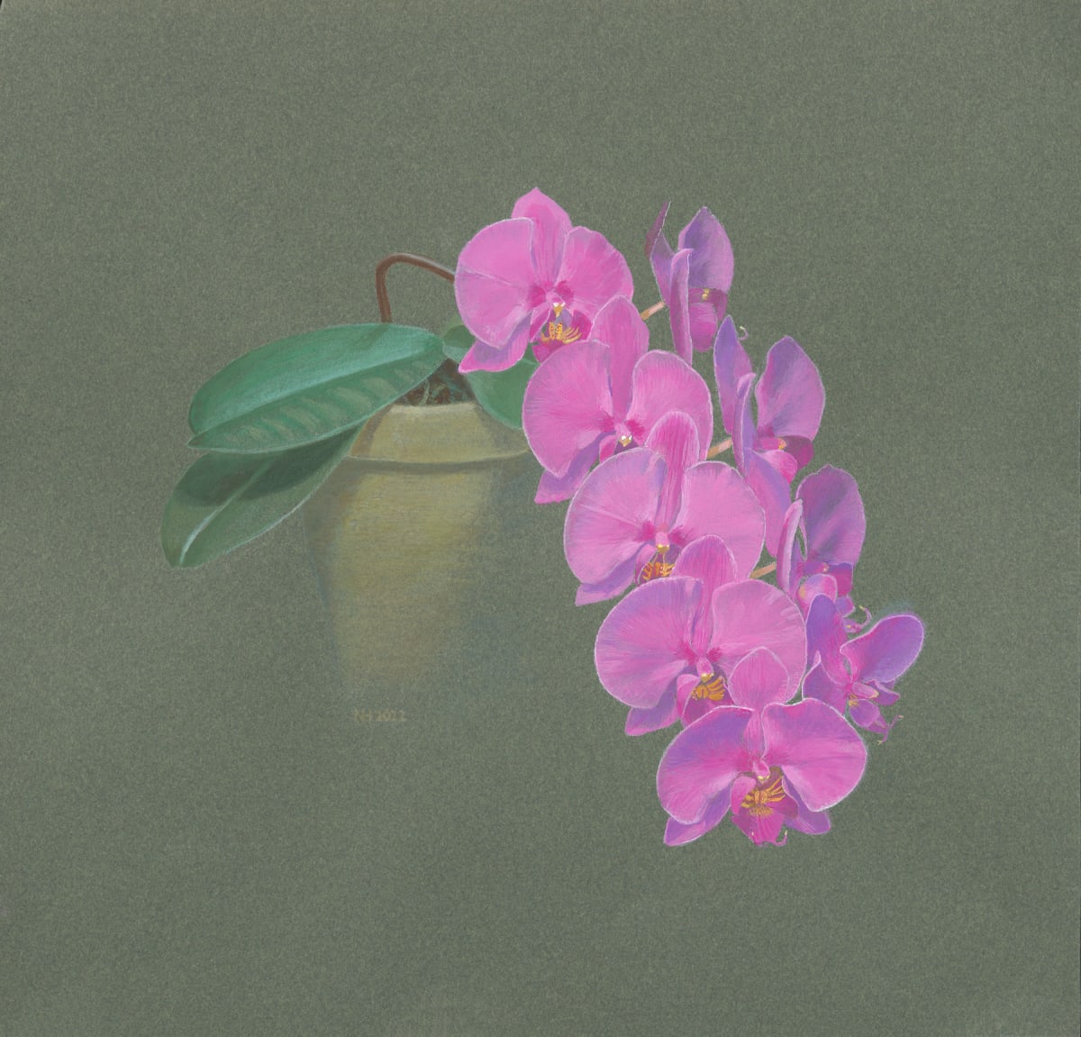 Birthday Orchid--2nd Blooming by Nancy Halliday 