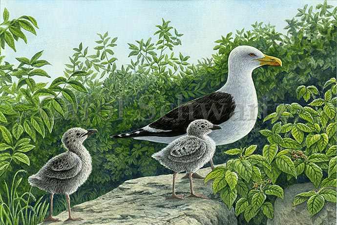 Black-backed Gull and Chicks by Carol Schwartz 