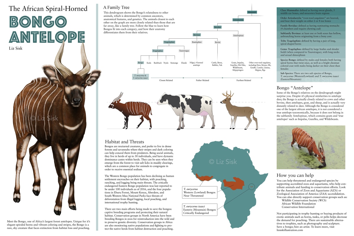 Bongo Antelope Habitat by Elizabeth Sisk 