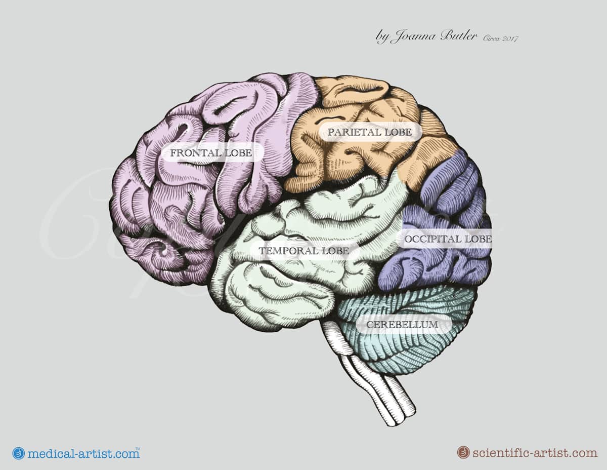 Brain drawing in pen and ink by Joanna Butler 