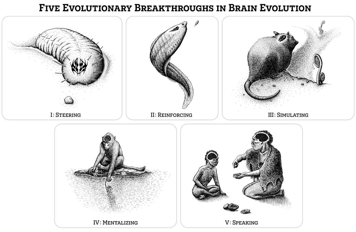 Five Evolutionary Breakthroughs in Brain Evolution from the exhibition ...