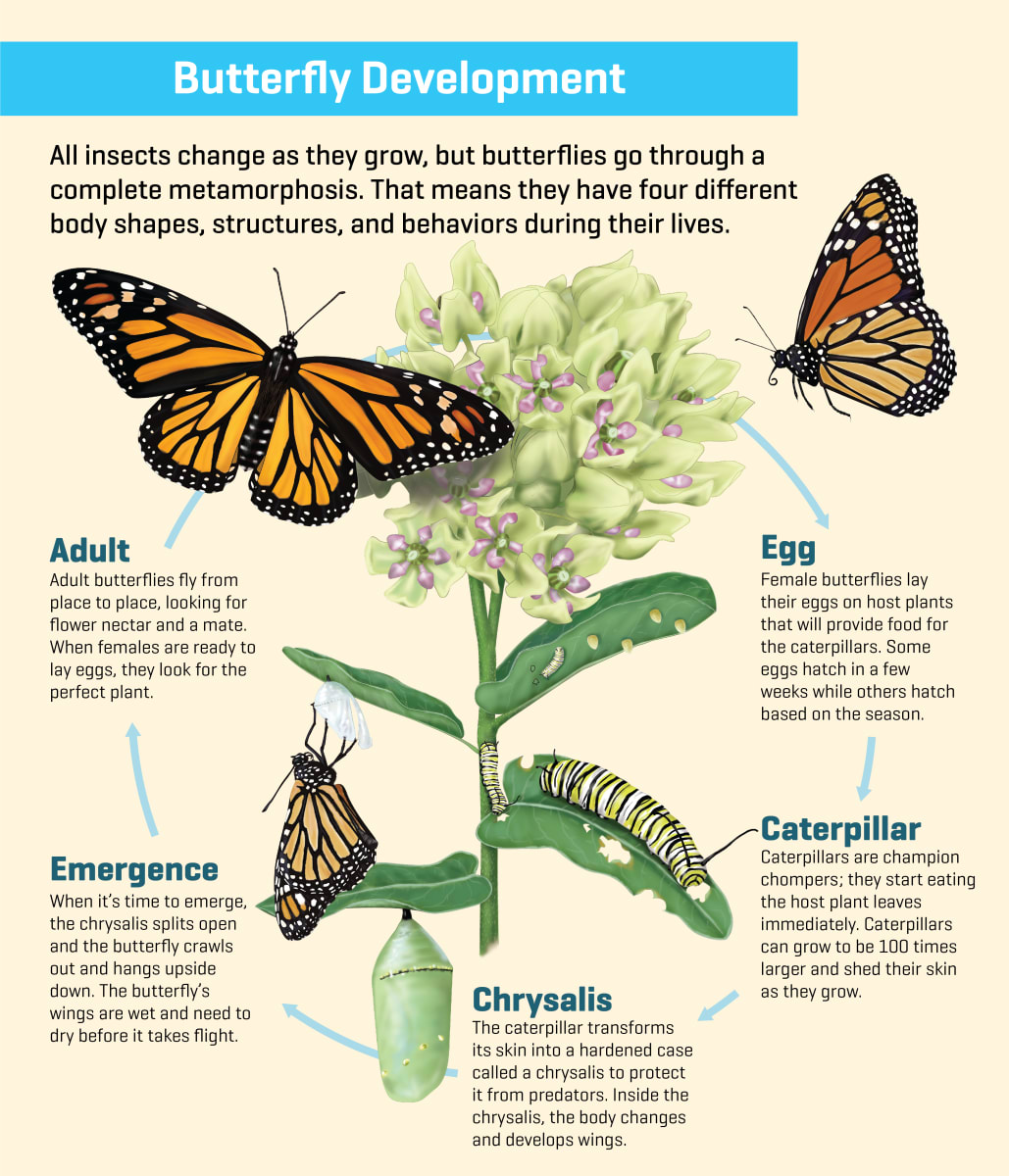 Butterfly Development by Samantha Peters 