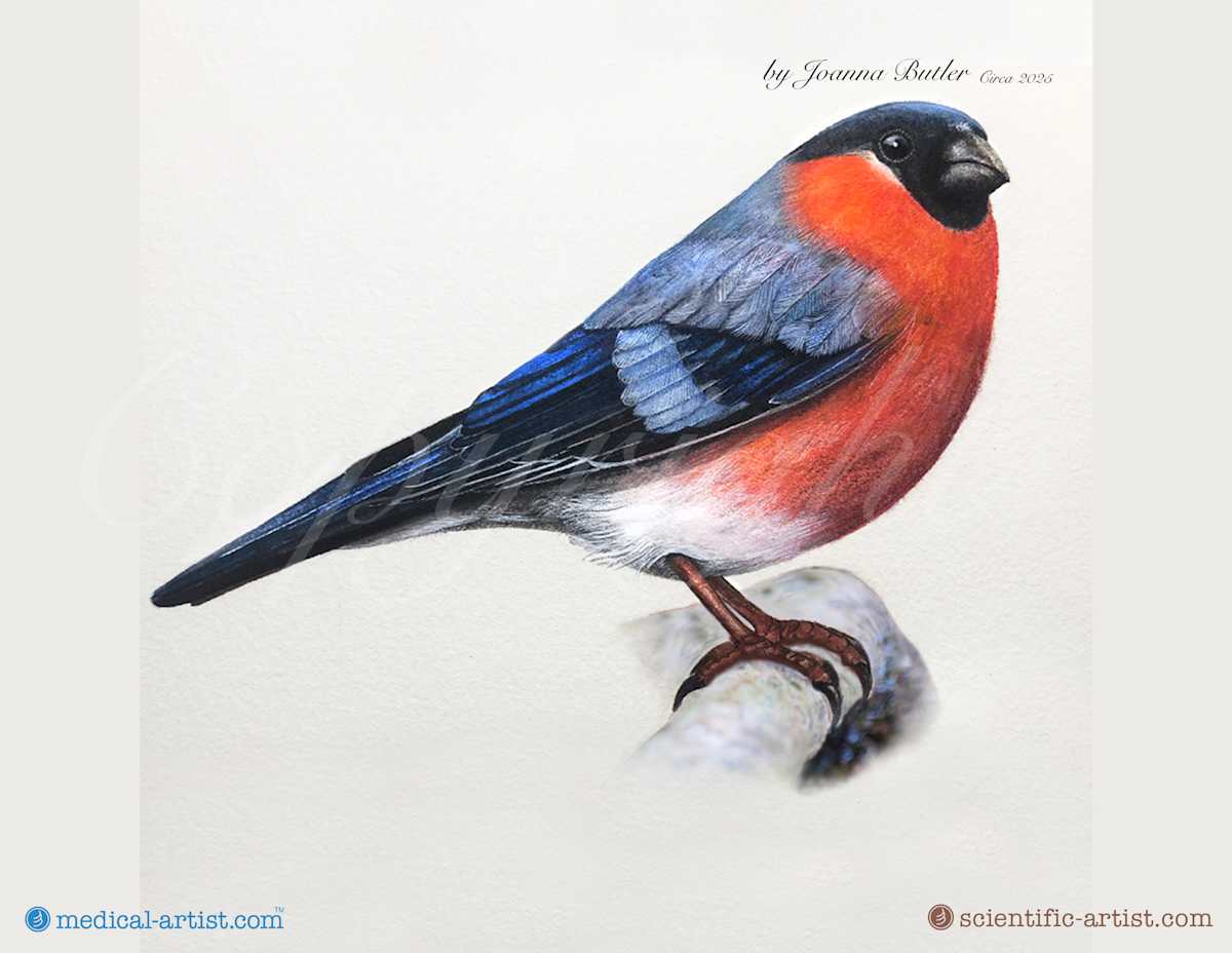 Male Bullfinch Pyrrhula pyrrhula by Joanna Butler, Image 1.