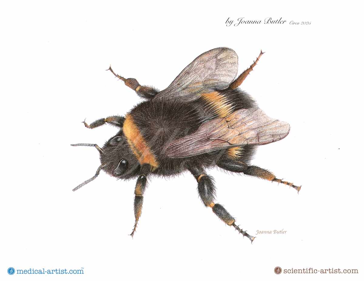 Bumble bee in colour pencil by Joanna Butler, Image 1.