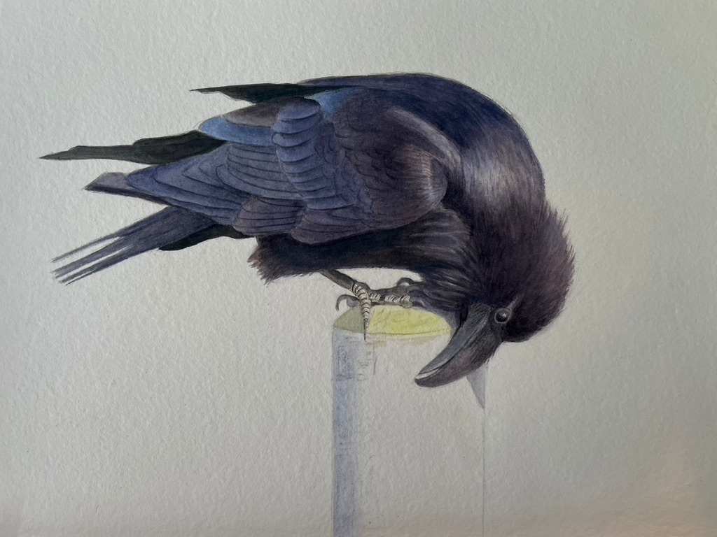 Bill-Feaking: Corvus corax by Dorie Petrochko 
