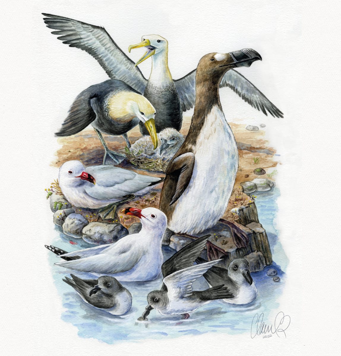 Endangered seabirds by Claudia Román 
