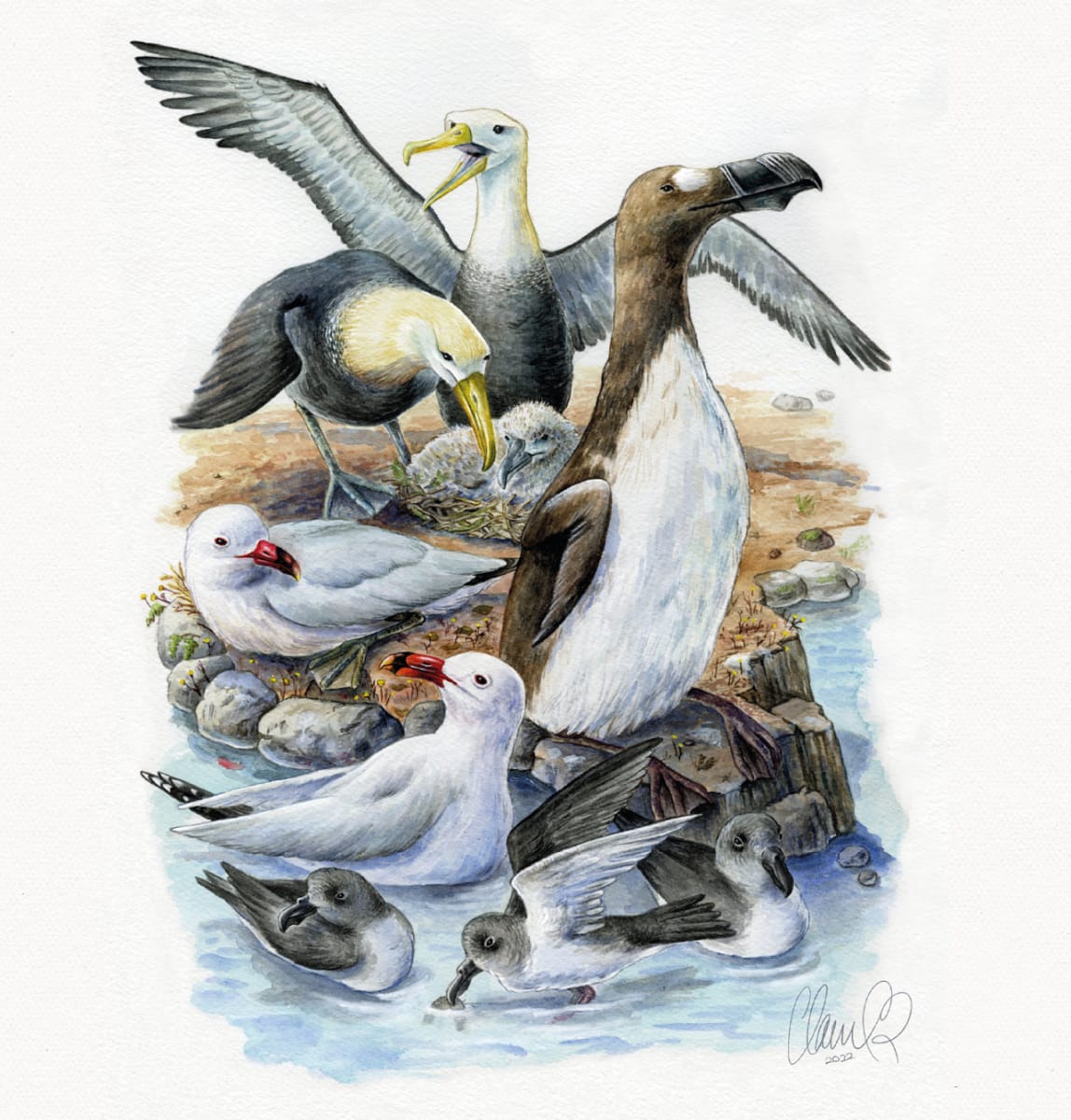 Endangered seabirds by Claudia Román, Image 1.