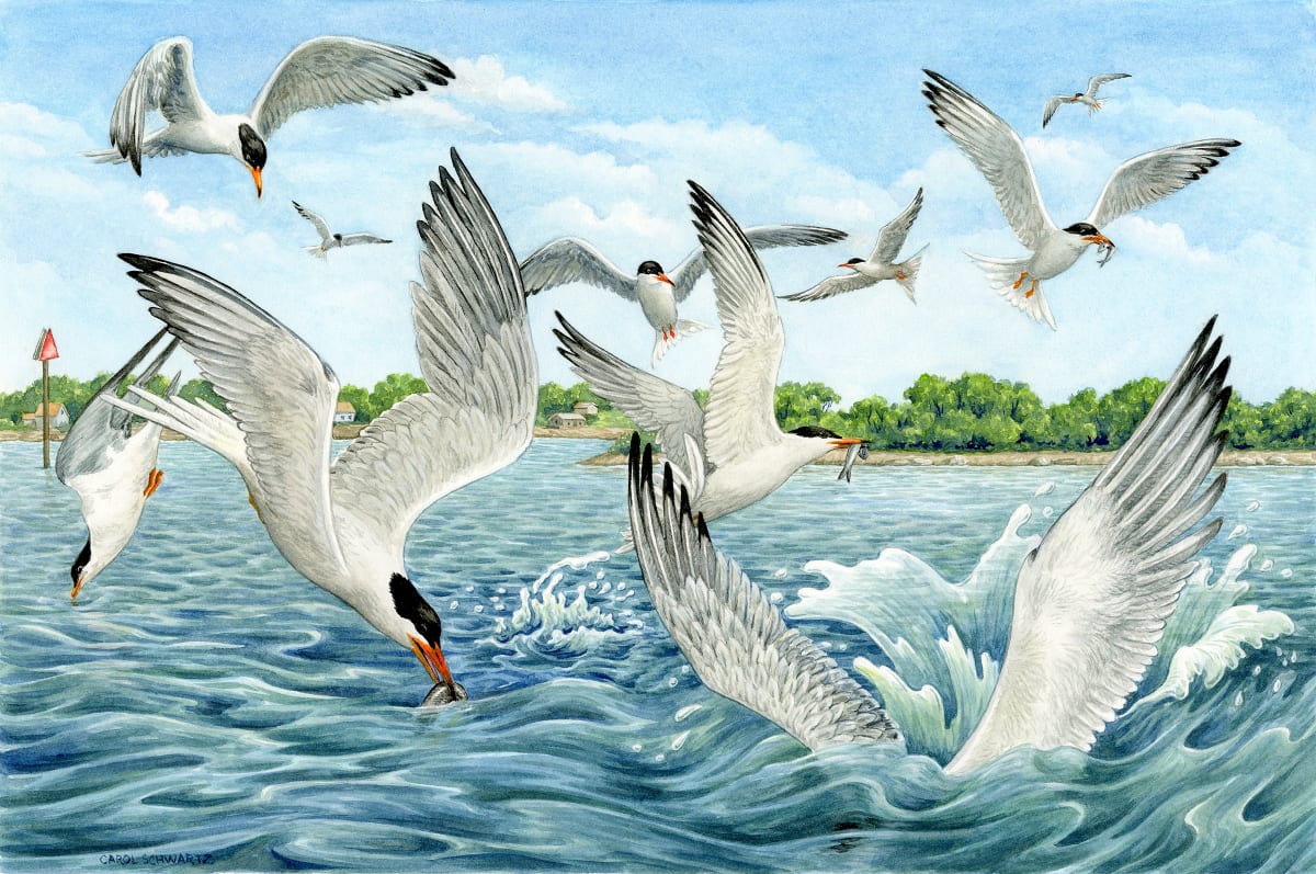 Foraging Terns by Carol Schwartz 