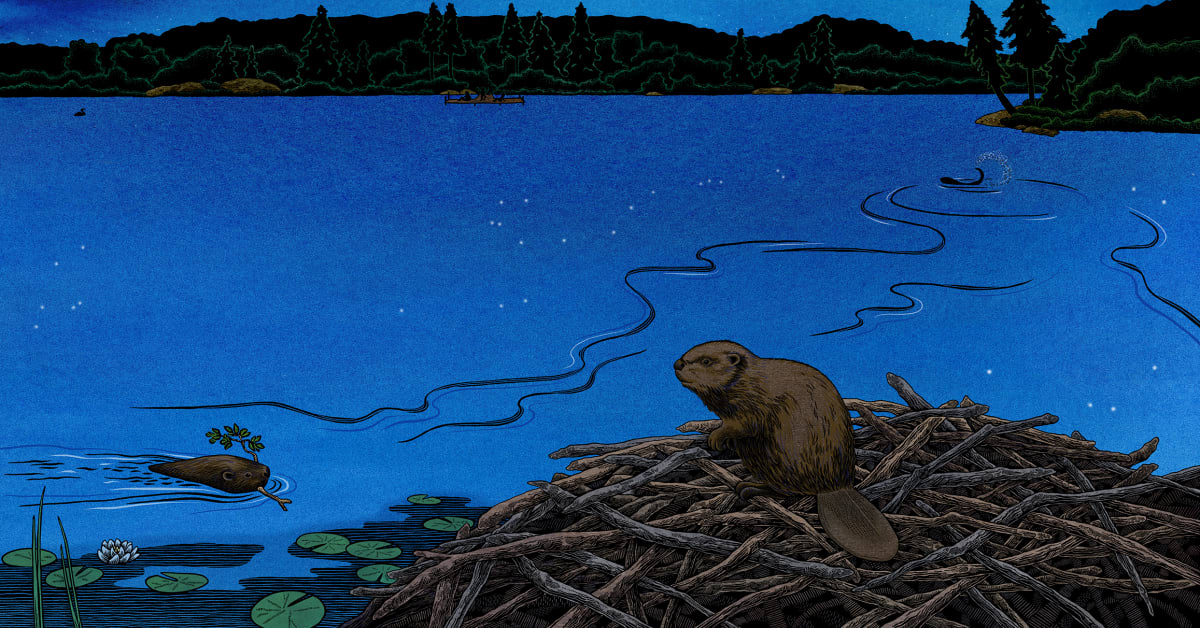 Star Party Beavers by Consie Powell, Image 1.
