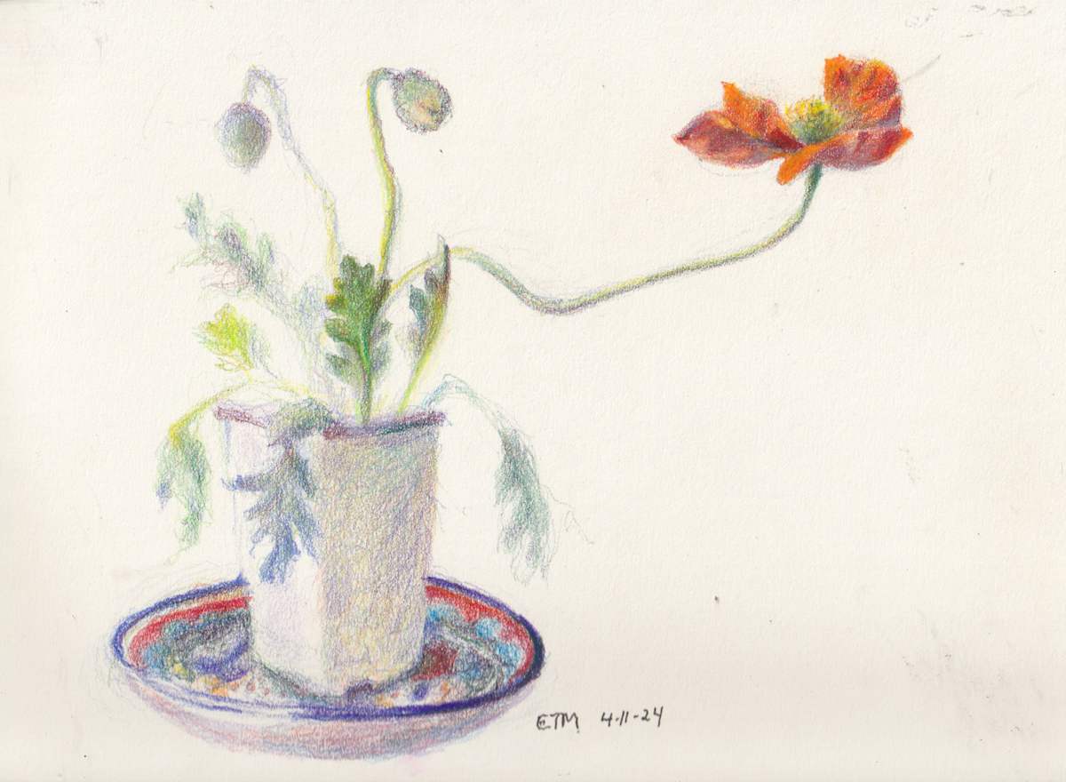 California poppy by Evelyn Maizels 