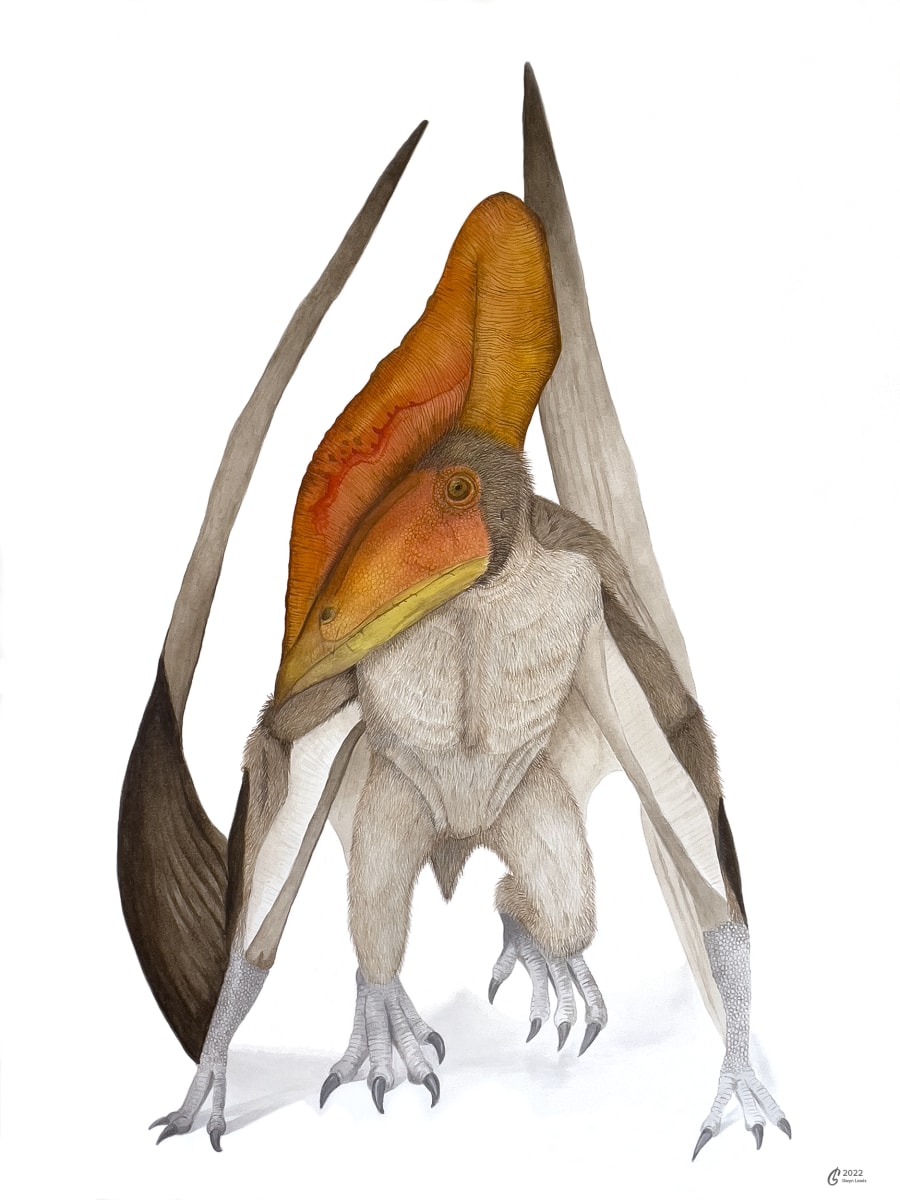 Caupedactylus ybaka by Gwyn Lewis 