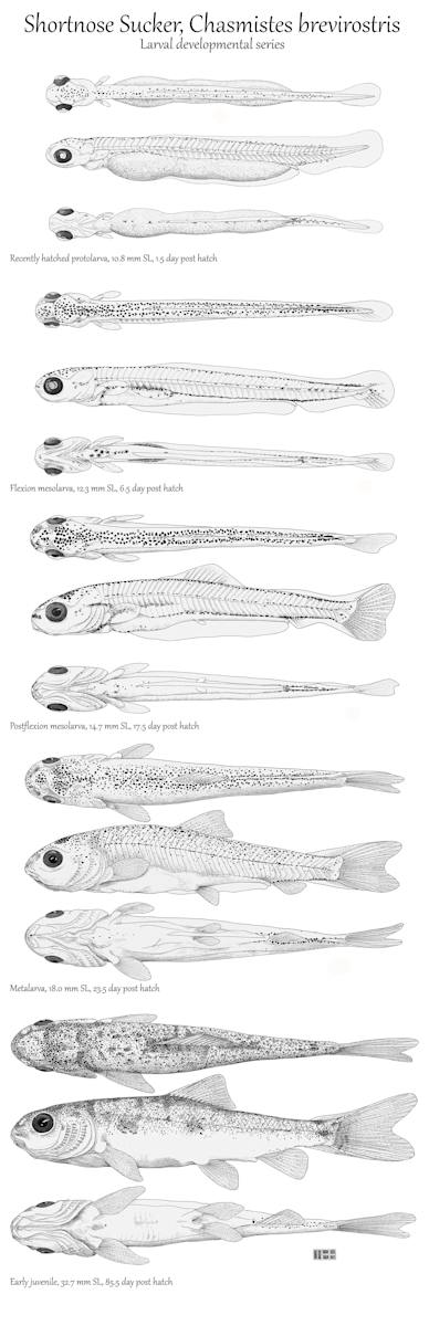 Shortnose Sucker, Chasmistes brevirostris, larval developmental series by W. Howard Brandenburg 
