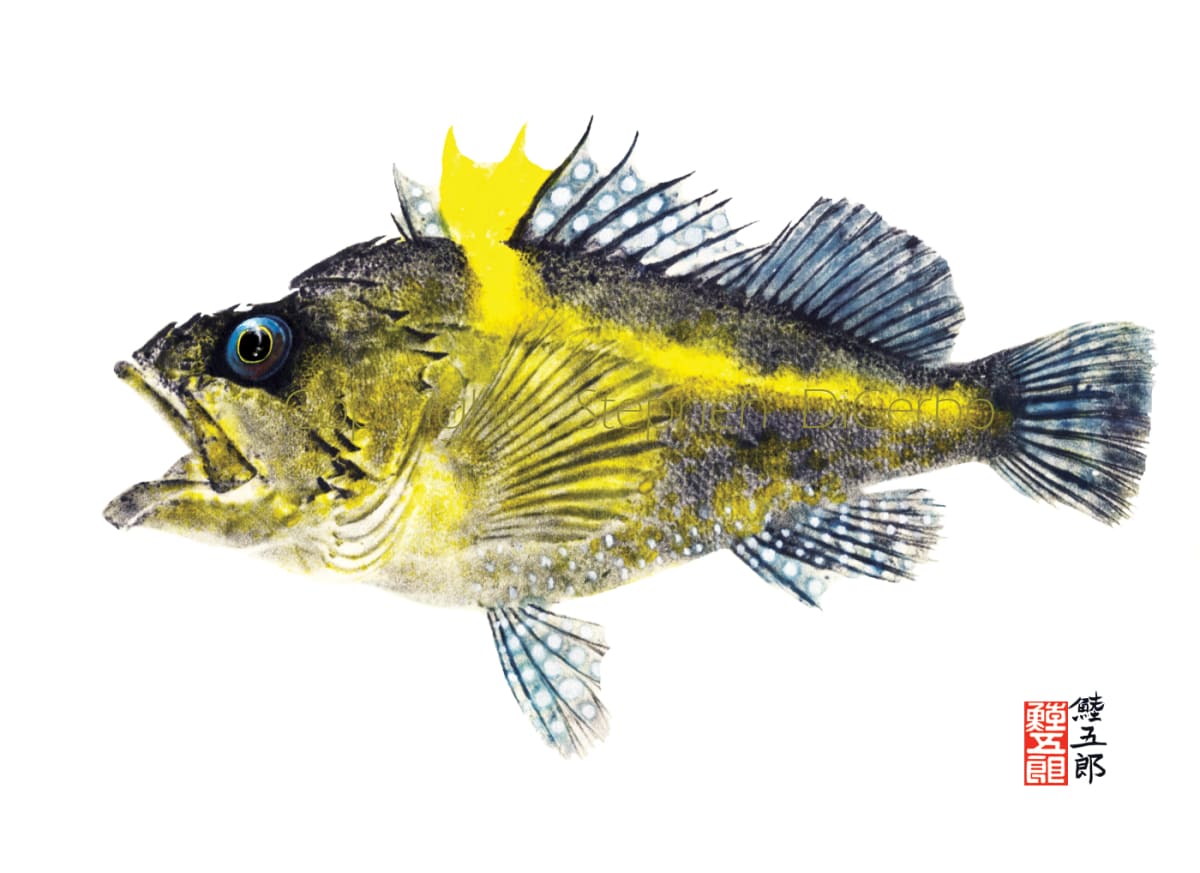 China Rockfish by Stephen DiCerbo 