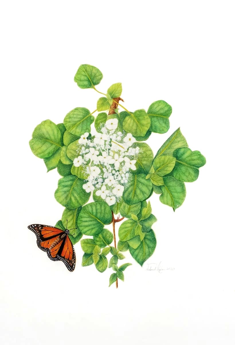 Climbing Hydrangea (Hydrangea anomala petiolis) by Deborah Kopka  Image: Botanical art, Botanical illustration, Butterfly, Education, Field guide, Floral, Flowers, Four-color, Gardening, Horticulture, Leaf, Leaf Shape, Lifestyle magazine, Monarch butterfly, Newspaper editorial, Painting, Pastel, Pen and ink, Perennial, Realism, Textbook illustration, Watercolor, White flowers