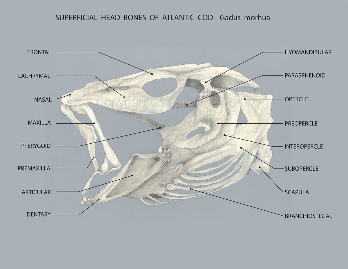 Superficial headbones of Atlantic Cod (gadus morhua) by Stephen DiCerbo 