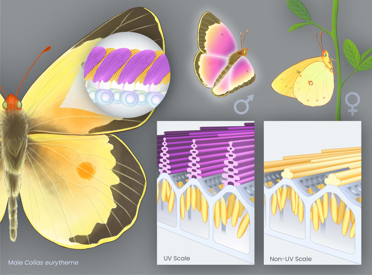 Butterfly UV Reflective Scale Structure by Julie Johnson 