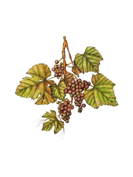Concord Grapes (Vitis labrusca) by Deborah Kopka  Image: Advertising/marketing, Botanical art, Botanical illustration, Botany, Editorial, Field guide, Food, Food and drink, Four-color, Fruit, Fruit Types, Grapes, Lifestyle magazine, Line, Newspaper editorial, Painting, Pen and ink, Perennial, Publishing, Seasonal Fruit, Watercolor, Wellness, Wine