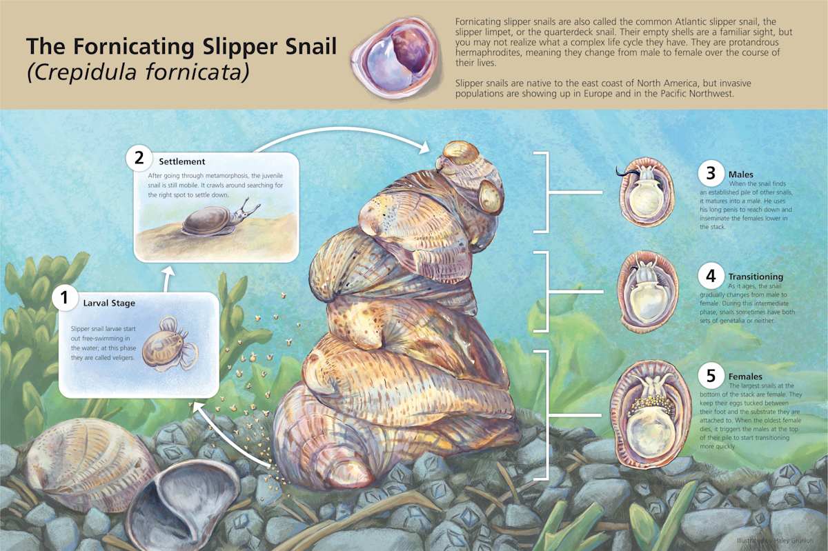 The Fornicating Slipper Snail by Haley Grunloh 