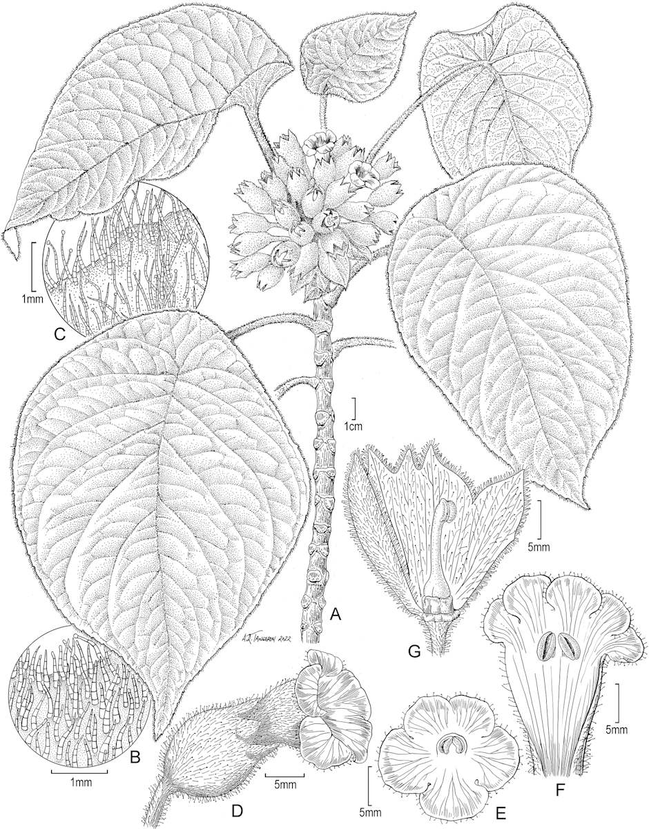 Cyrtandra wawrae by Alice Tangerini, Image 1.