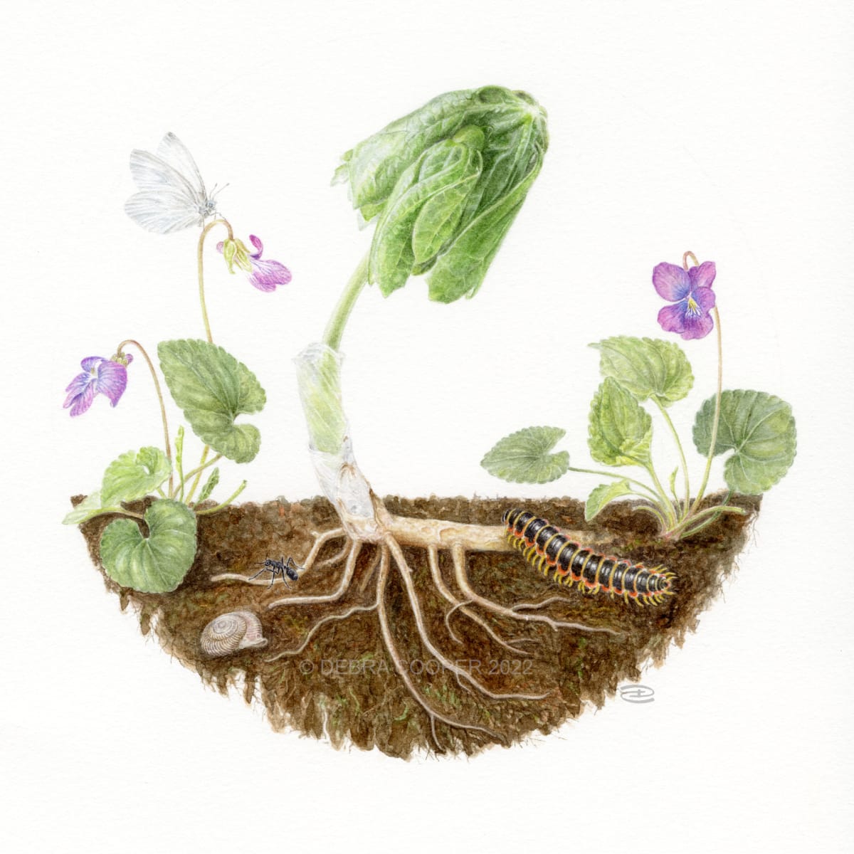 Spring Emergence by Debra Cooper 