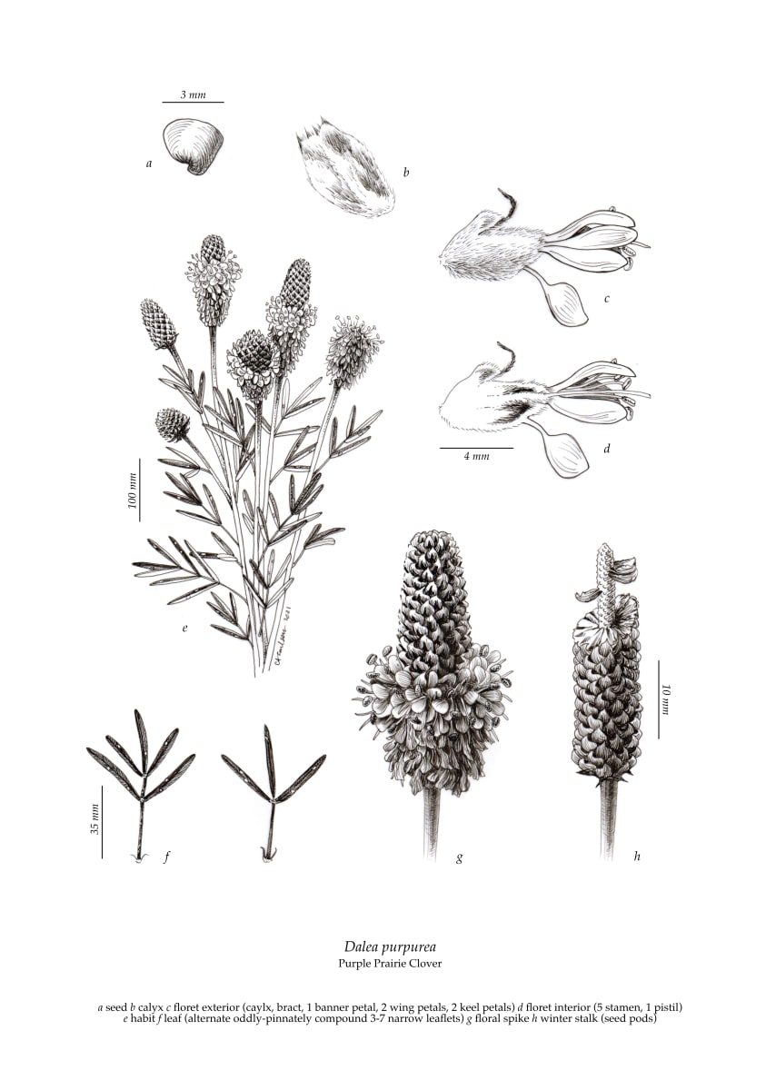 Dalea purpurea (Purple Prairie Clover) by Carrie Carlson 