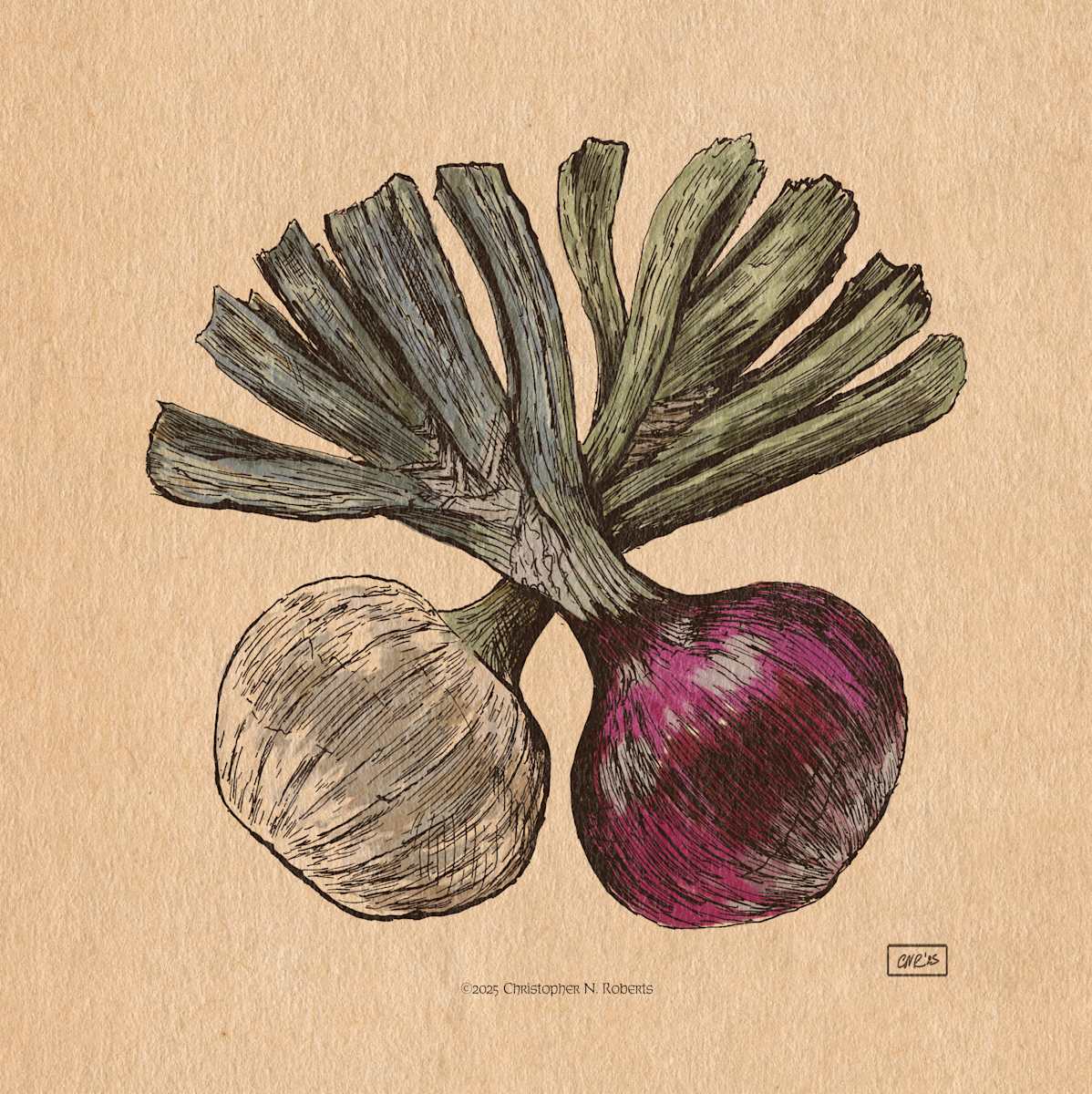 Crossed Onions Still Life by Christopher Roberts, Image 1.
