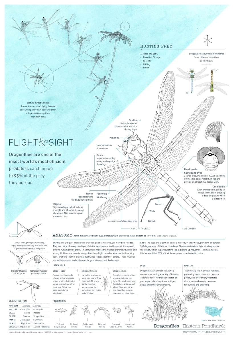 The Flight and Sight of Dragonflies by M. Genevieve Hitchings 