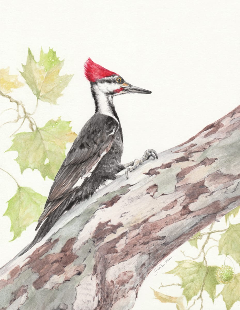 Dryocopus Pileatus by Ellen Fishburne 