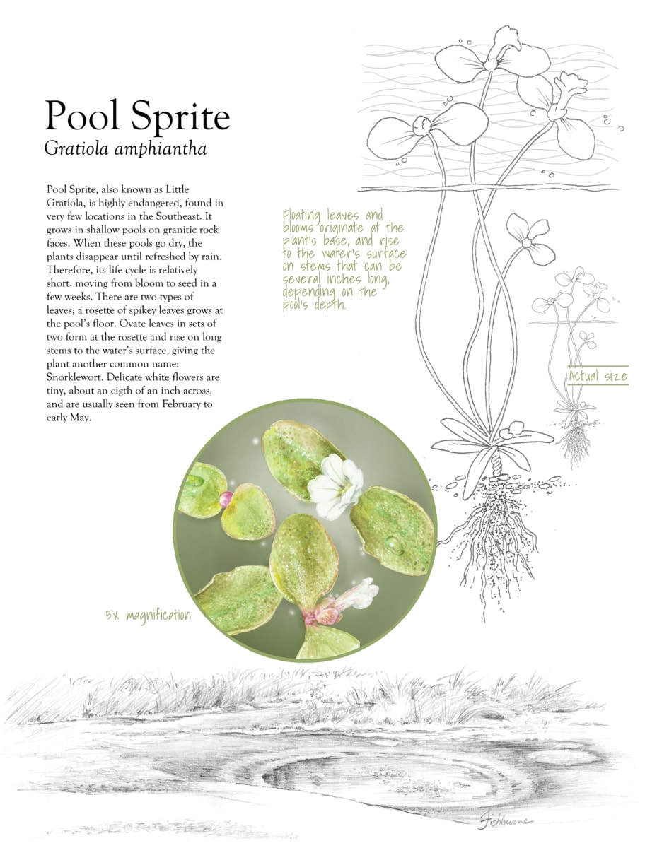 Pool Sprite - Gratiola Amphiantha by Ellen Triplett 