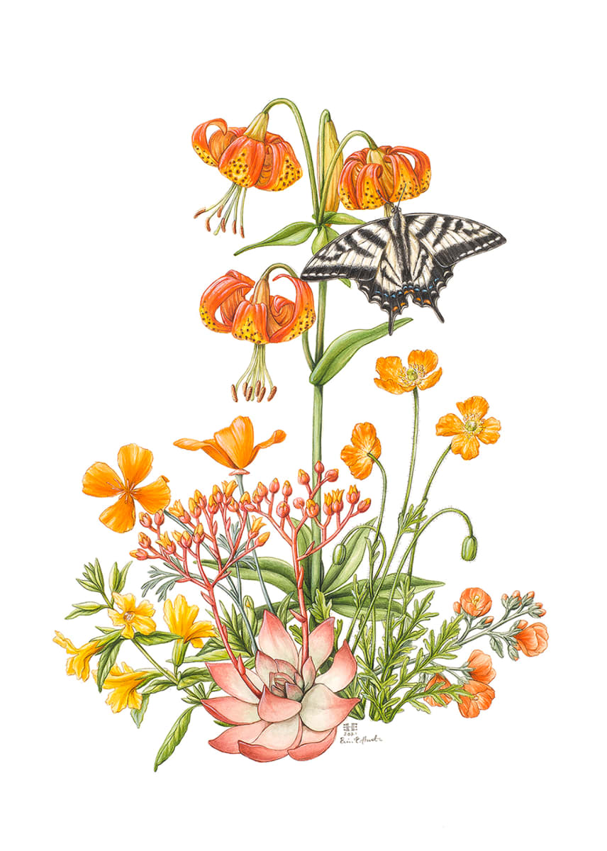 California Wildflowers in Orange by Erin Hunter 
