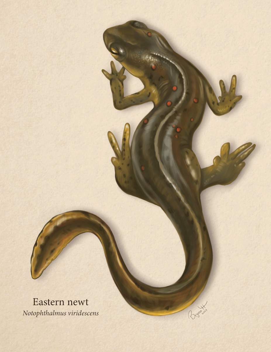 Eastern Newt by Bryona Hamilton, Image 1.