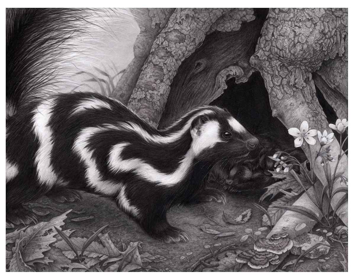 Eastern Spotted Skunk by Ginko Bergel 